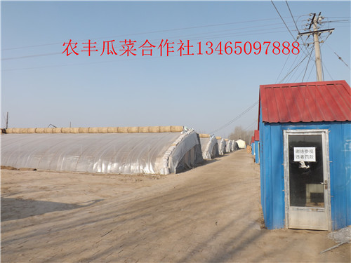 无籽西瓜种植基地
