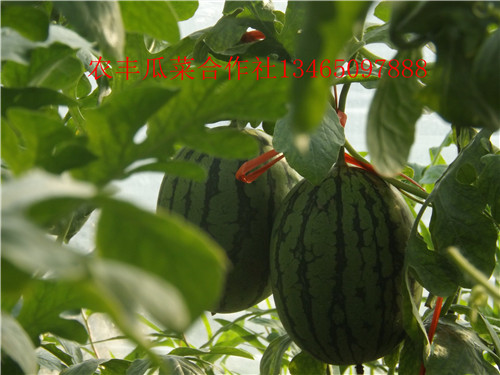 无籽西瓜种植基地