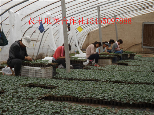 无籽西瓜种植基地