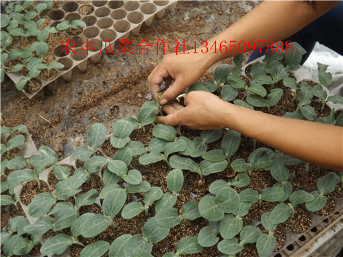 无籽西瓜苗种植基地