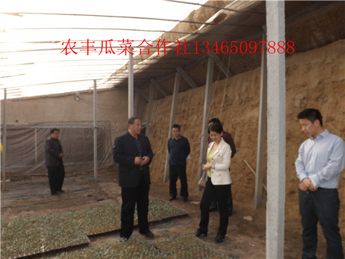 西瓜苗培育种植基地