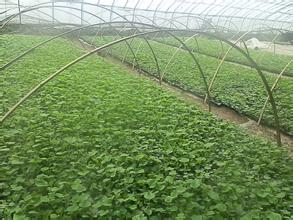 惠民批发市场蔬菜种植基地