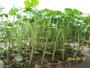 惠民西瓜批发市场蔬菜种植基地